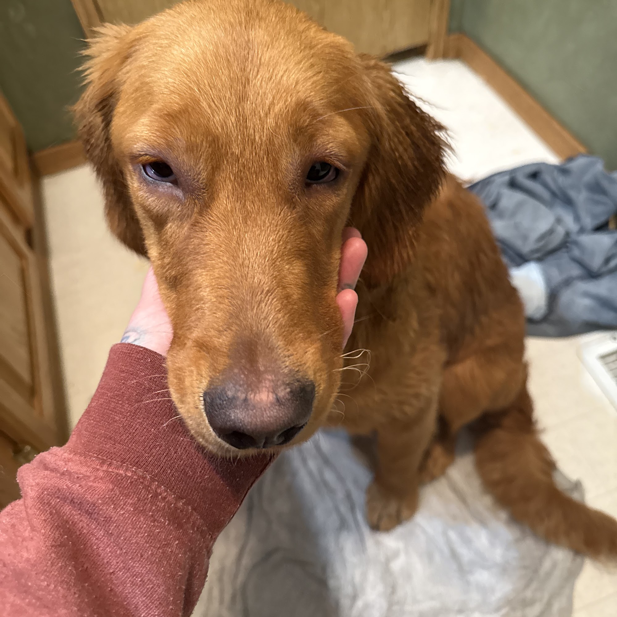 Jefferson Veterinary Clinic Whitehall