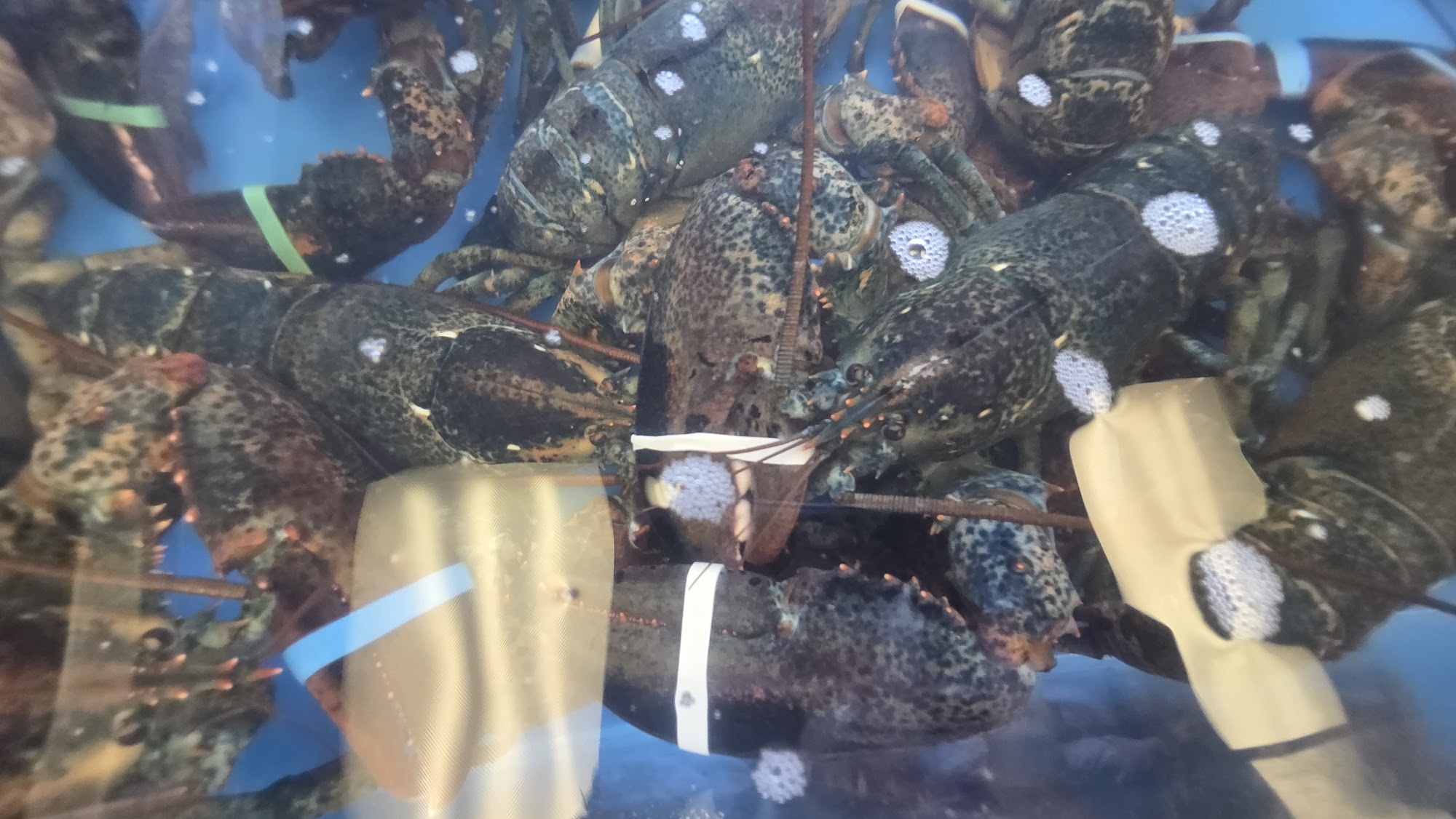 Lagacé Fish Market Menu