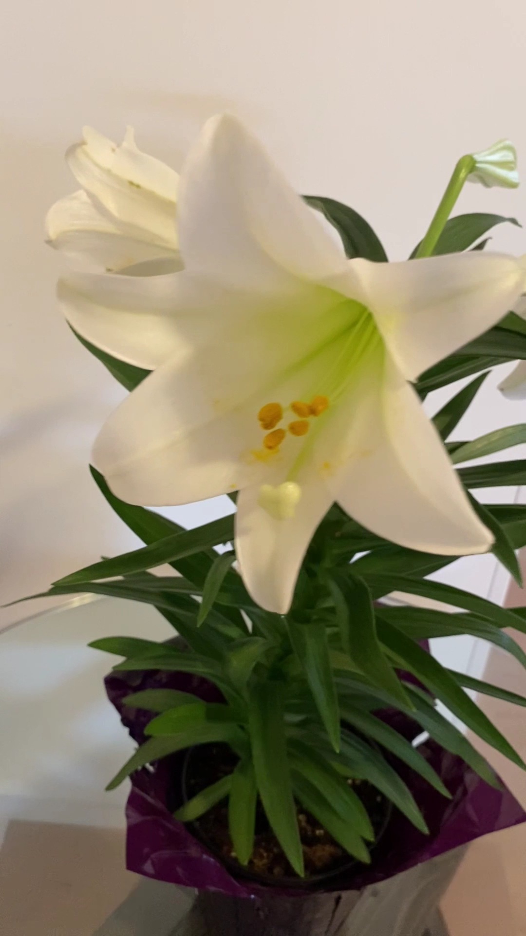 Fine Line Painting Co