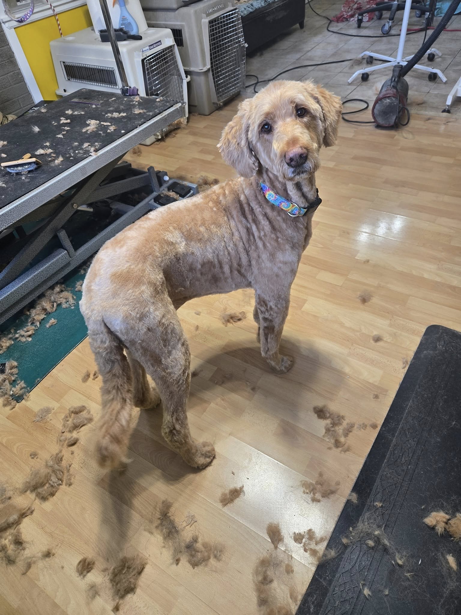 Petagree Dog Grooming Fredericton