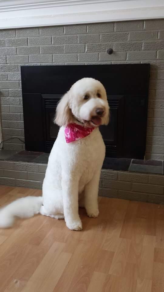 Petagree Dog Grooming Fredericton
