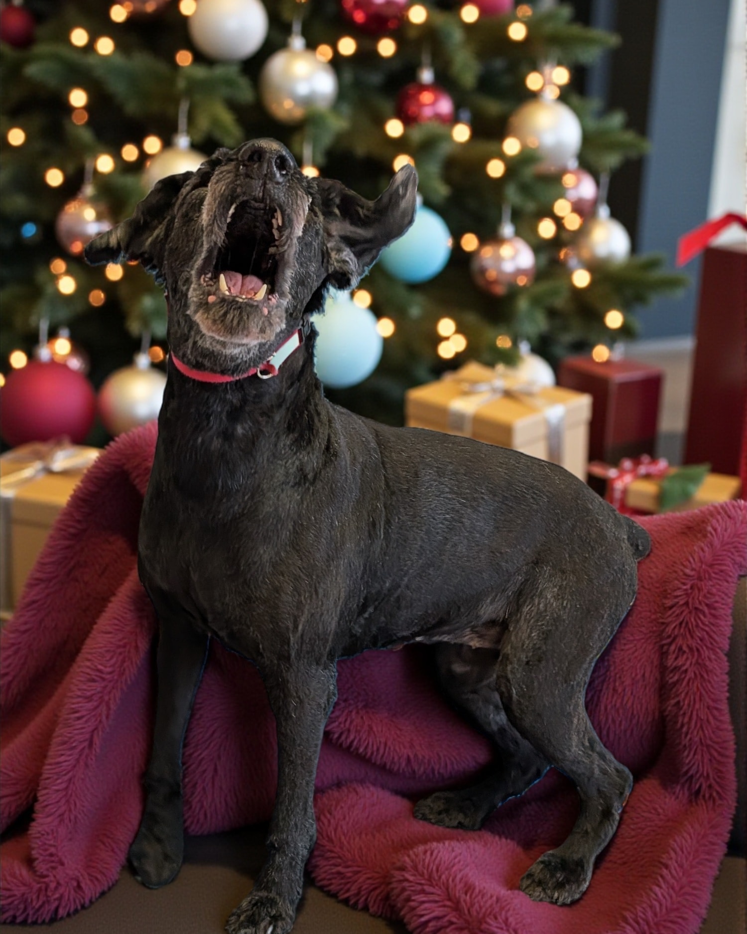 All About Animals Inc. Fredericton