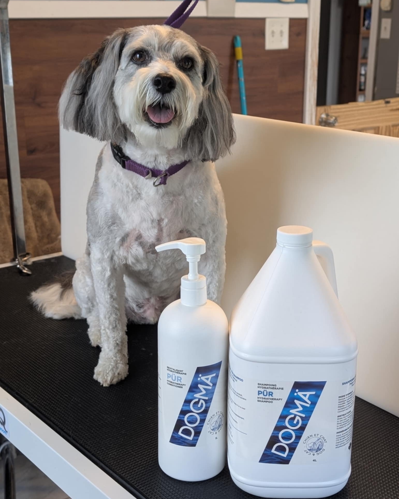 All About Animals Inc. Fredericton