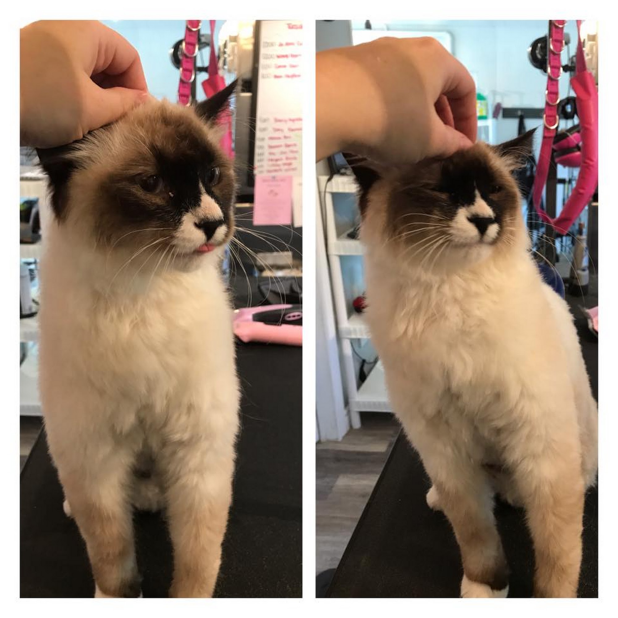 Grooming Tails Pet Salon Fredericton
