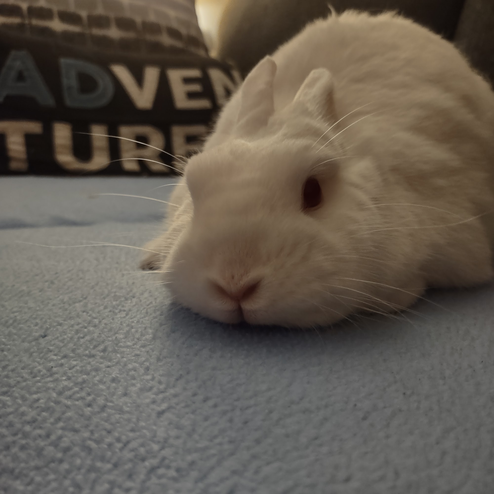 Funny Bunny Services Fredericton