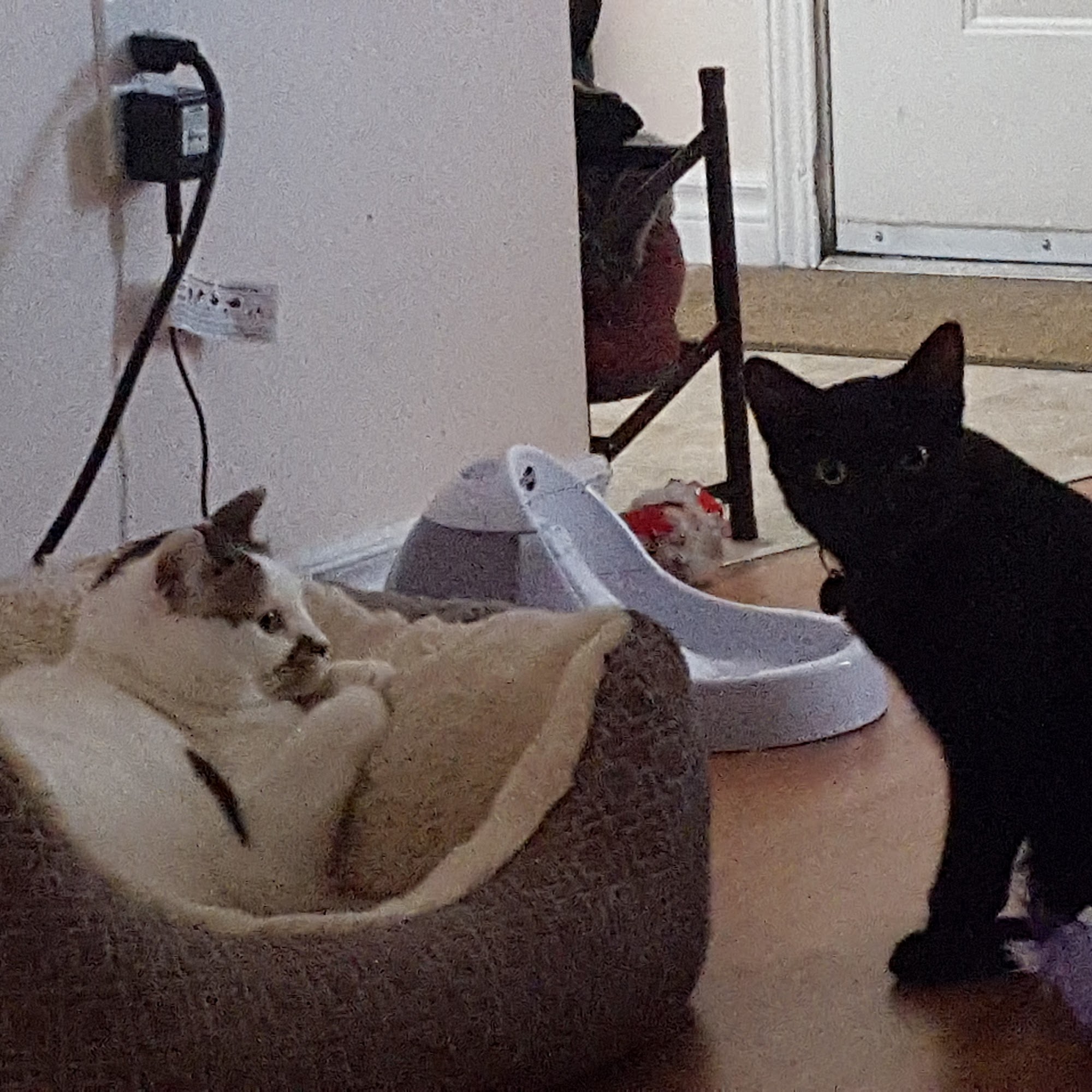 Fredericton Animal Hospital Fredericton