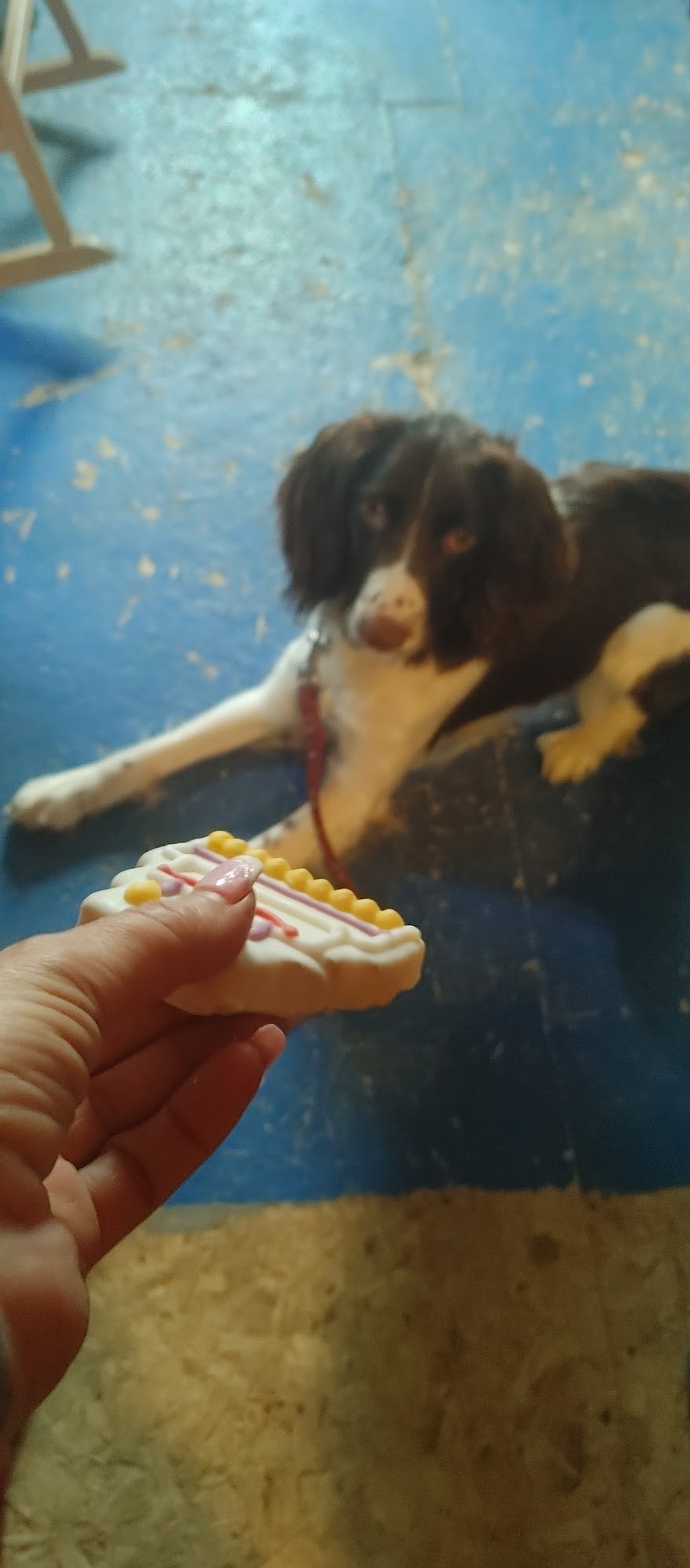 Global Pet Foods Fredericton North Fredericton