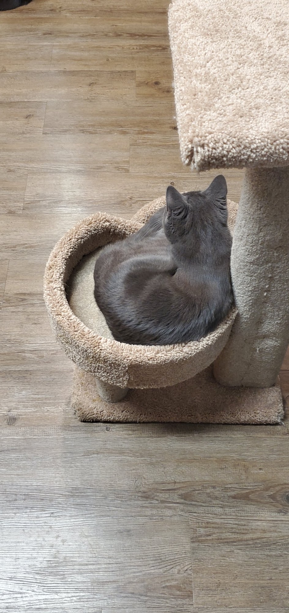 Moncton Animal Hospital Moncton