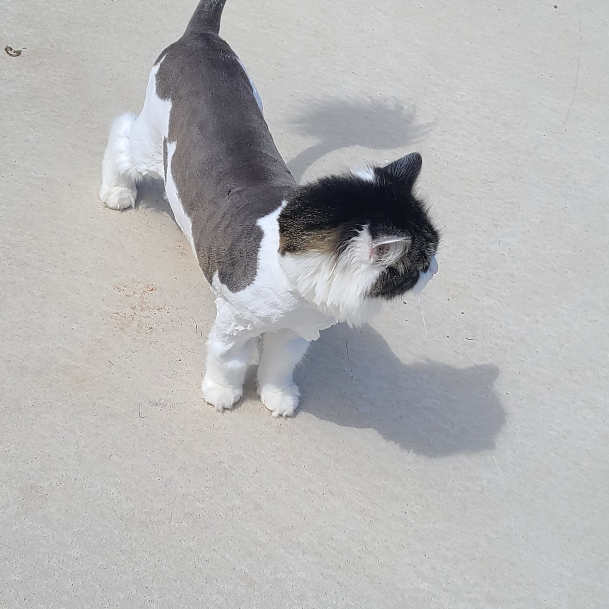 Puppy and Kitty's Palace and Rebecca’s dog training Moncton