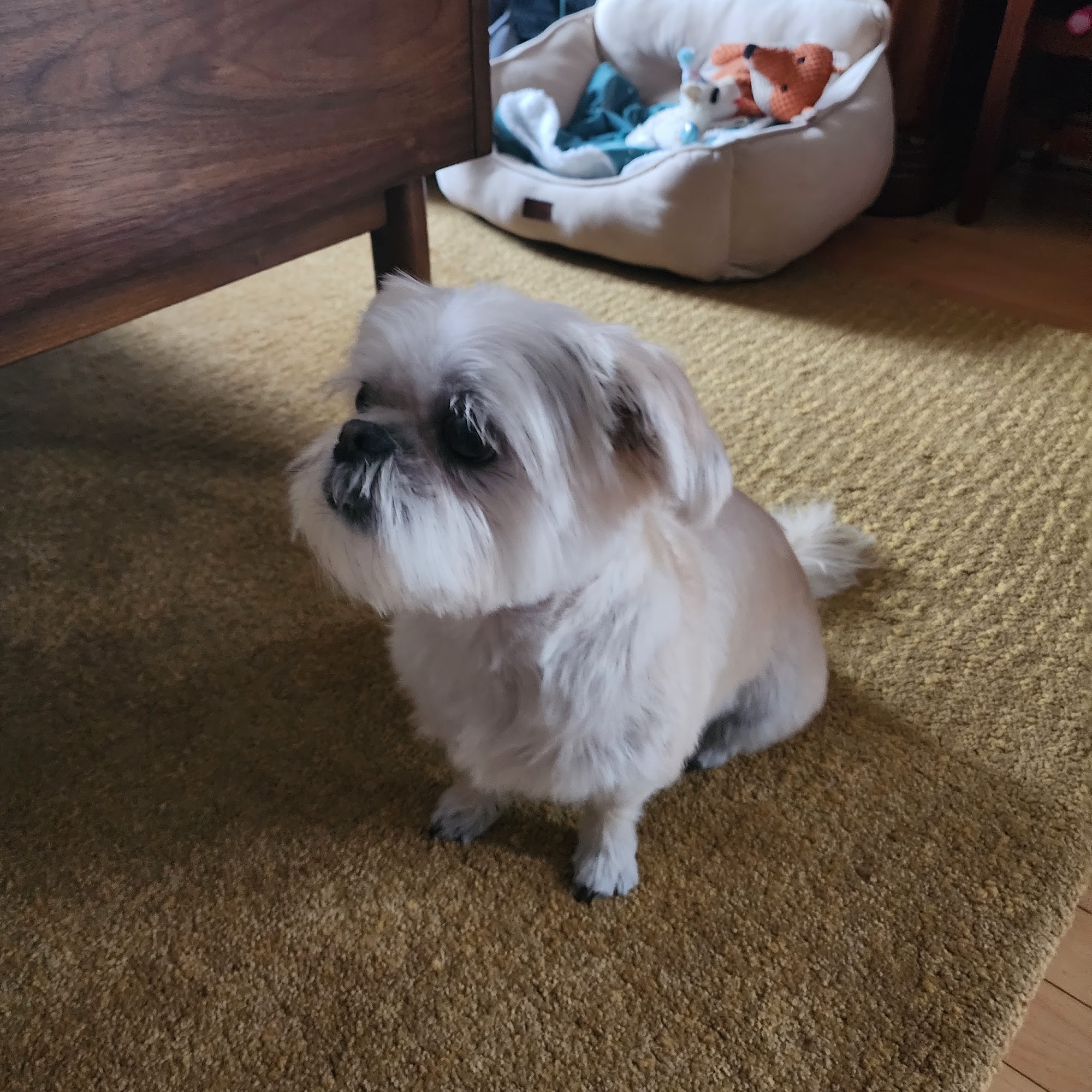 Wizard of Pawz Moncton