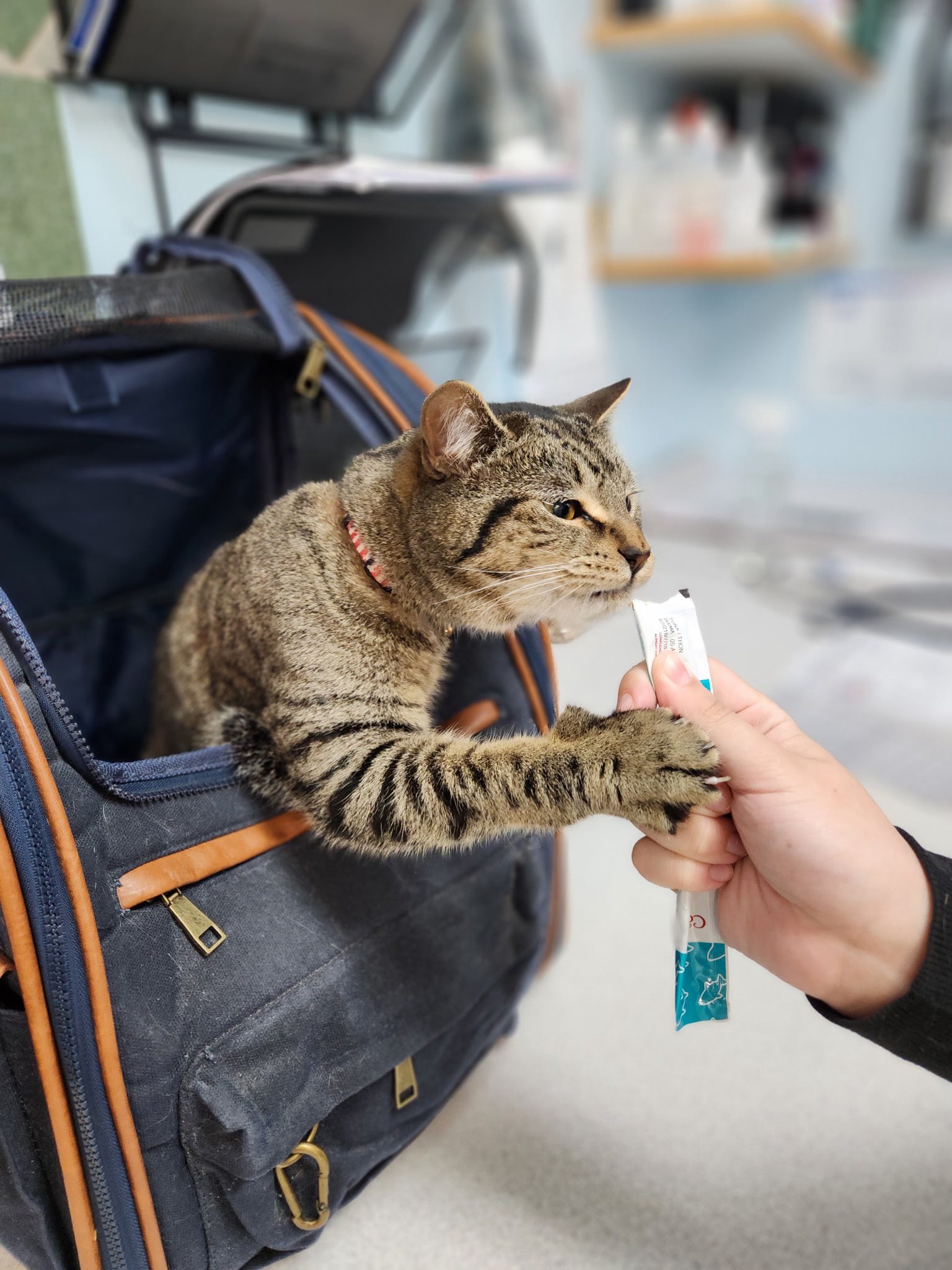 Oromocto Veterinary Hospital Oromocto