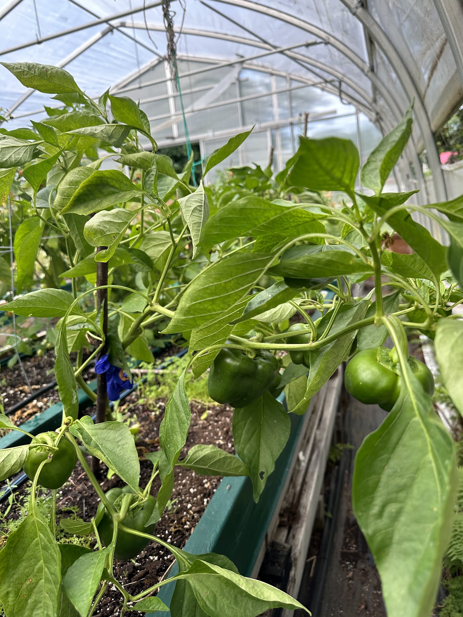 O’LEARY’S PLACE ARTS/CAFE Menu