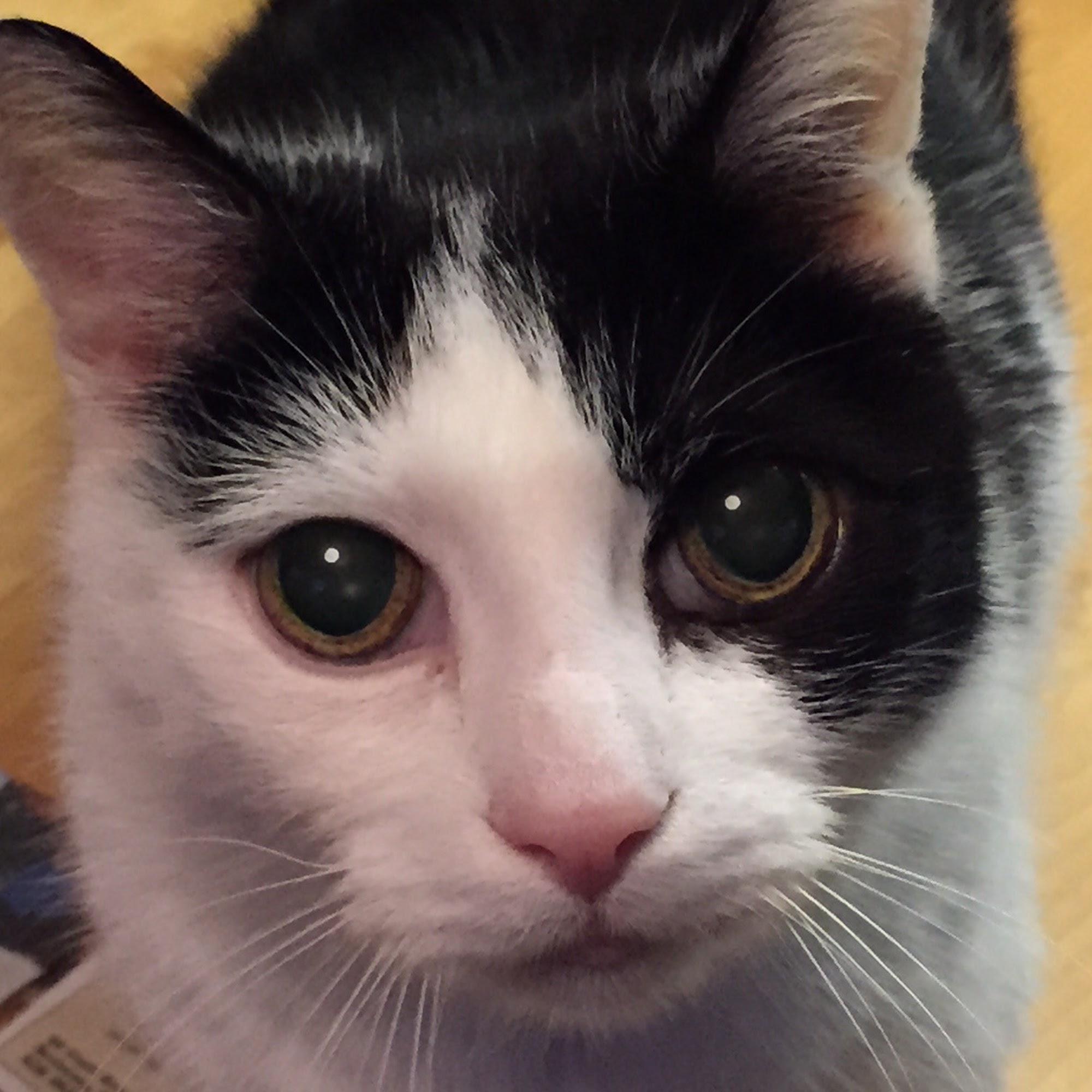 Kennebecasis Valley Animal Hospital Rothesay