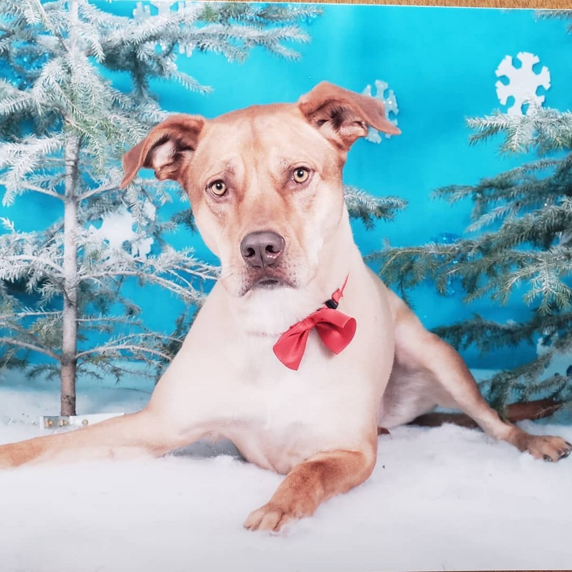 Au Coin Du Chien Saint-jacques