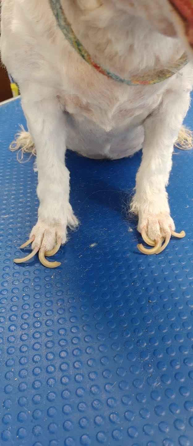 Dog'n'Sudz Saint John