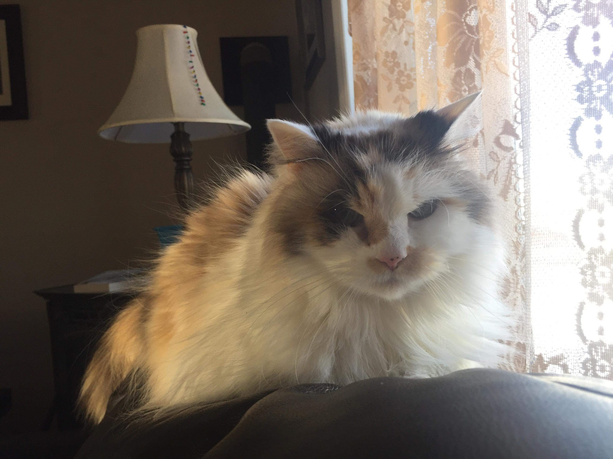 Loch Lomond Veterinary Hospital Saint John