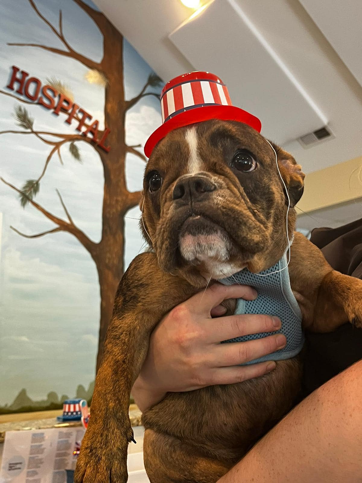 Pinetree Animal Hospital Aberdeen