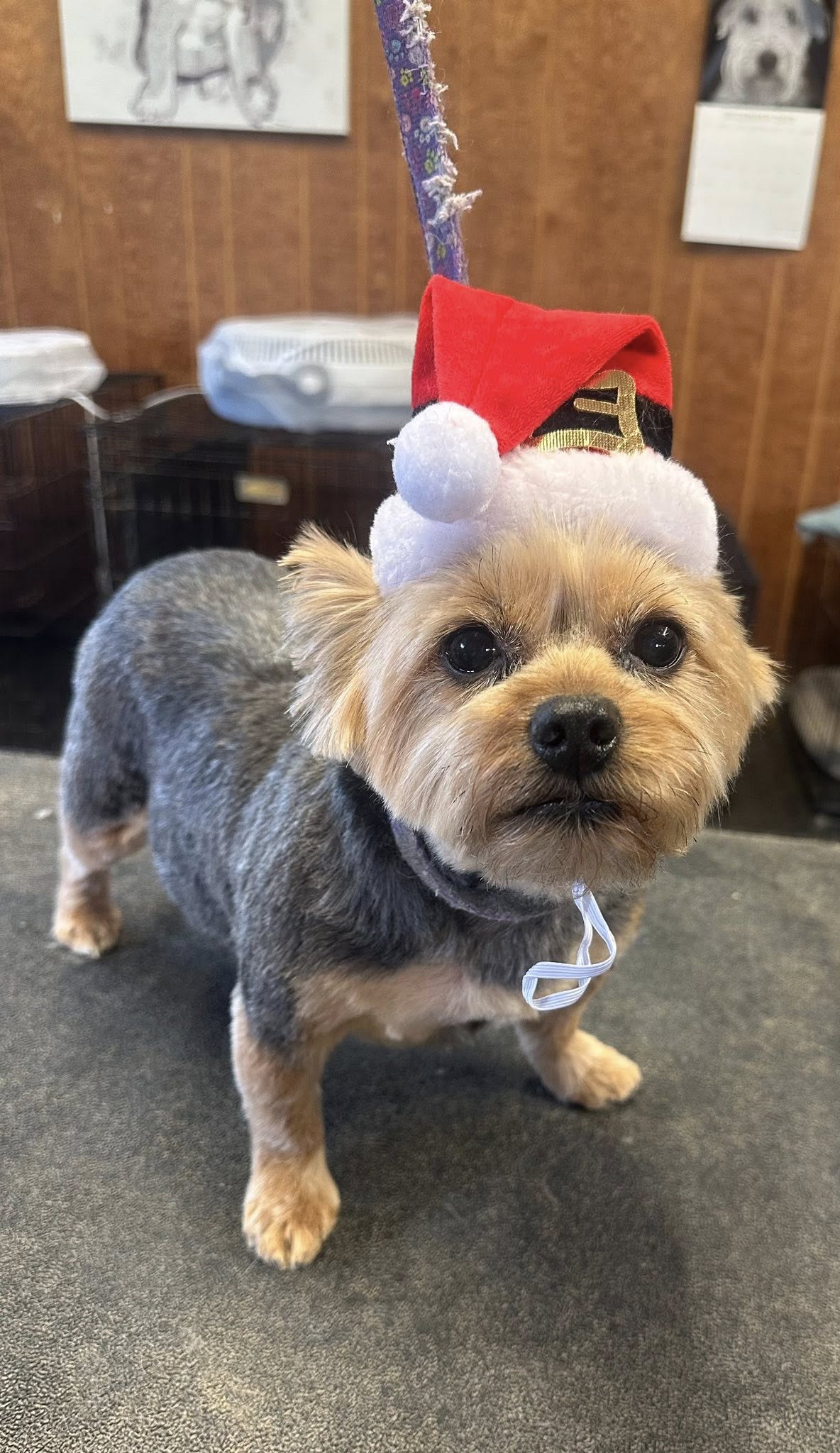 Miss Belle's Pet Spa Aberdeen