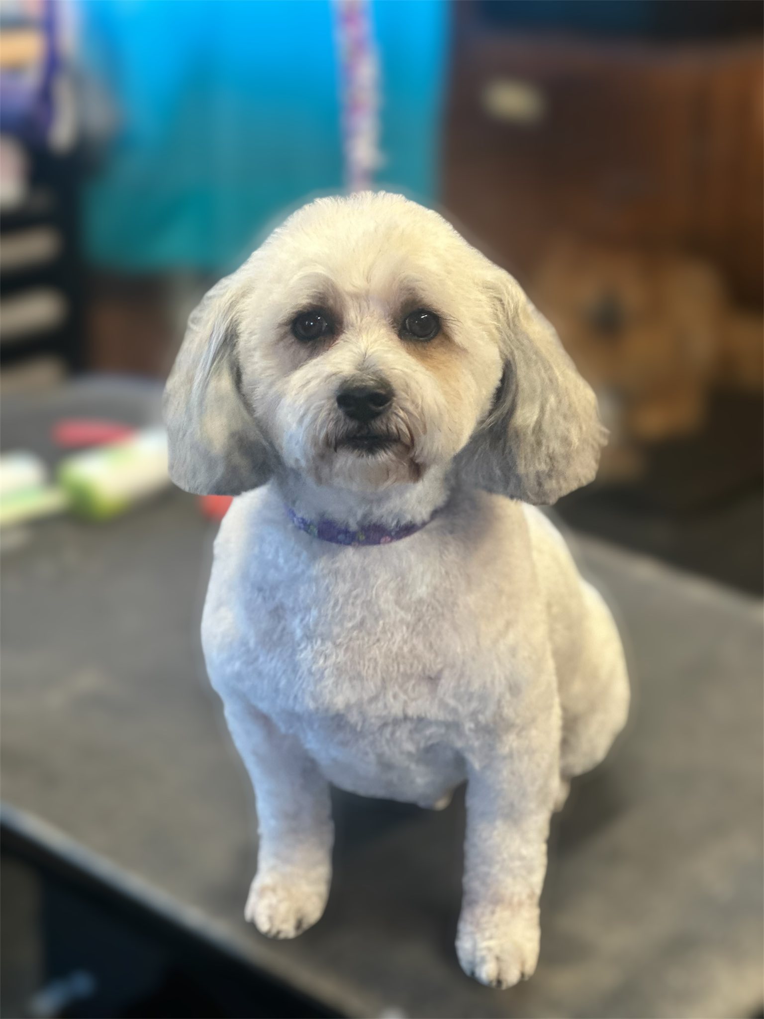 Miss Belle's Pet Spa Aberdeen