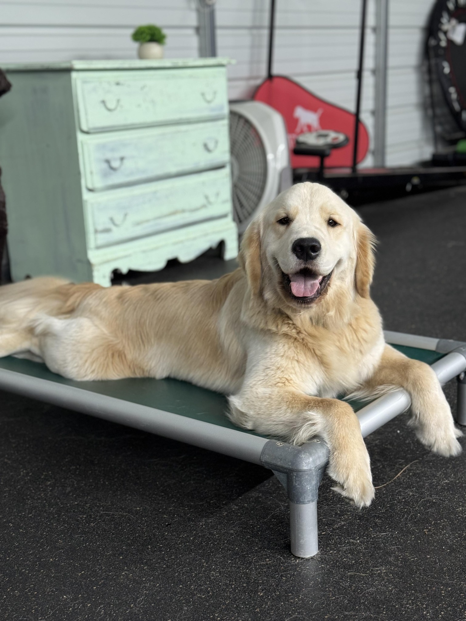 K9 Foundation Aberdeen