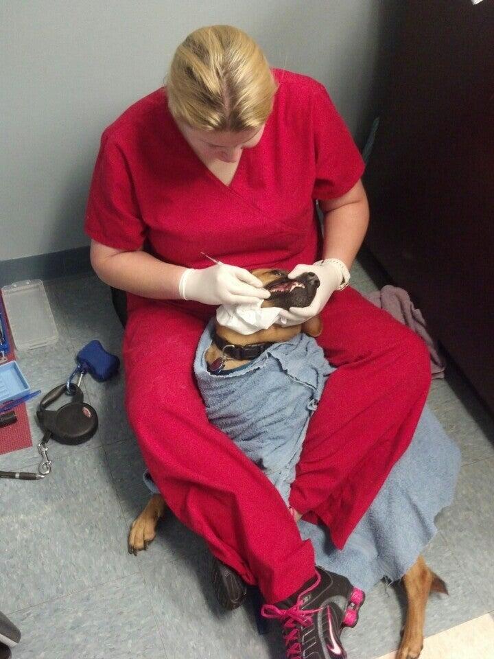 Hillsdale Animal Hospital - Karla Frazier, DVM Advance