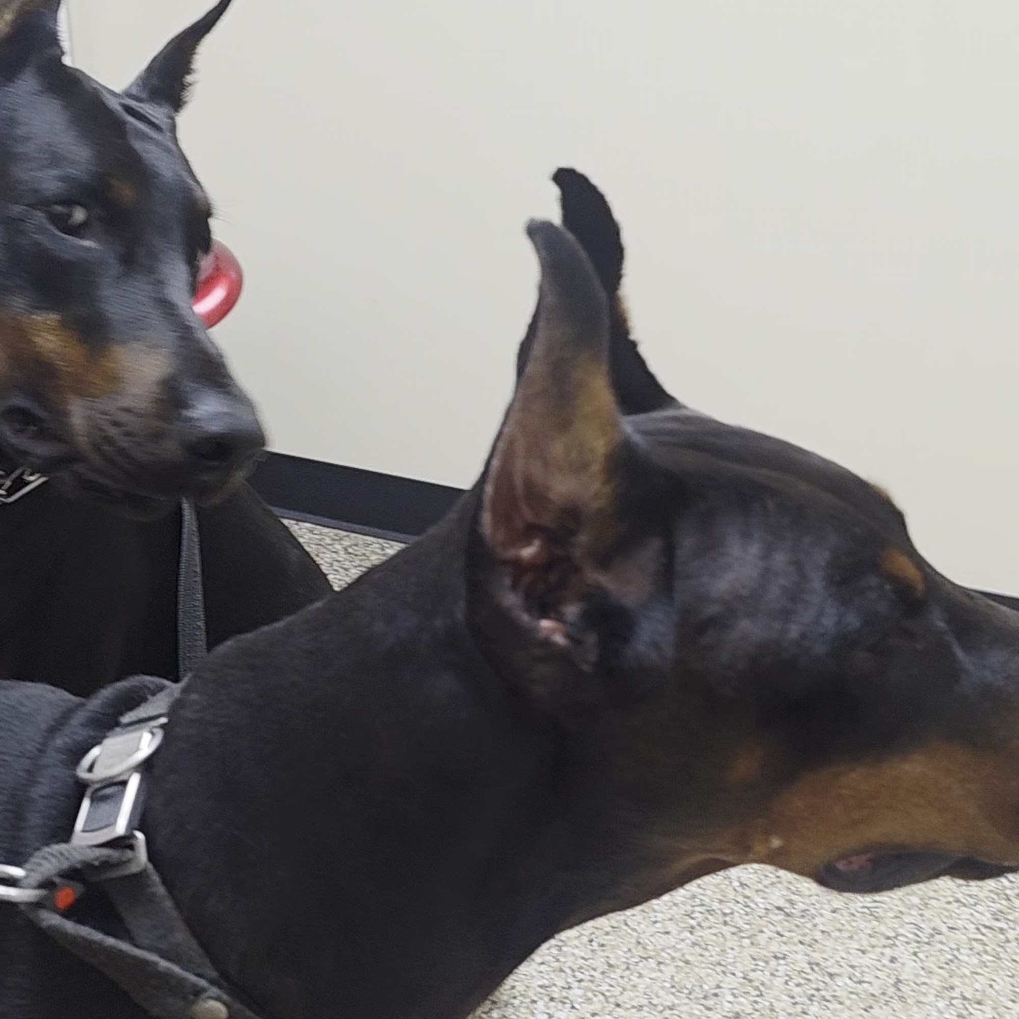 Bear Creek Veterinary Hospital Albemarle