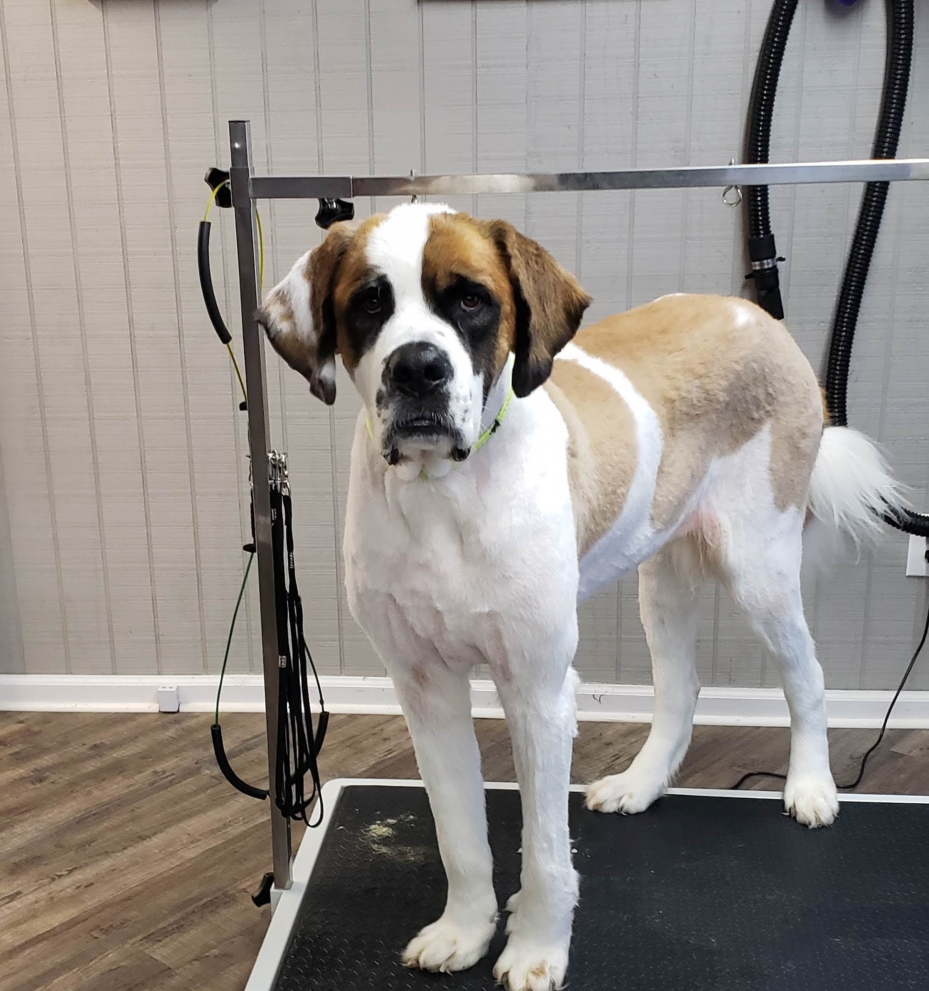 Dippin' Dogs Grooming Albemarle