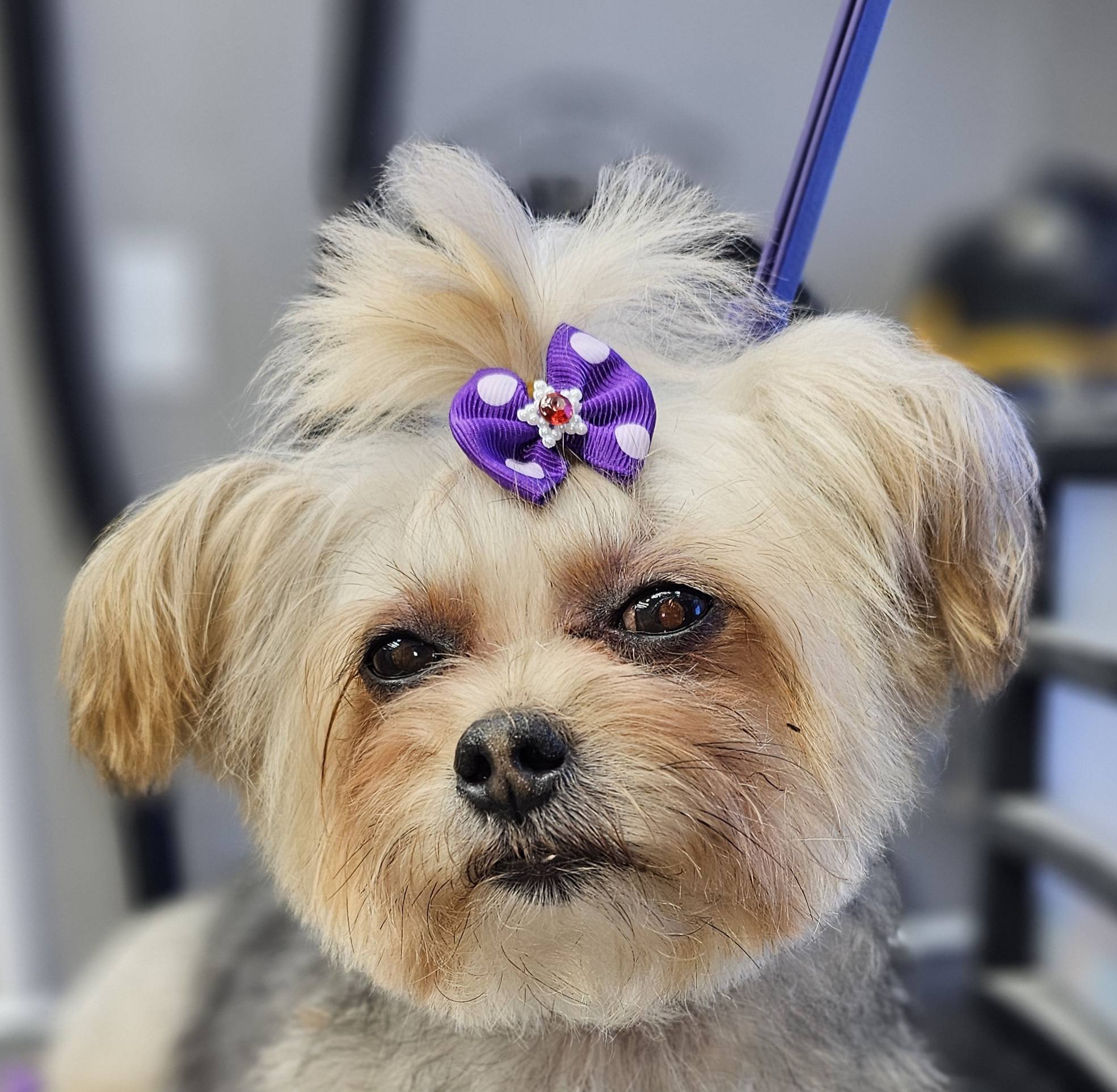 Dippin' Dogs Grooming Albemarle