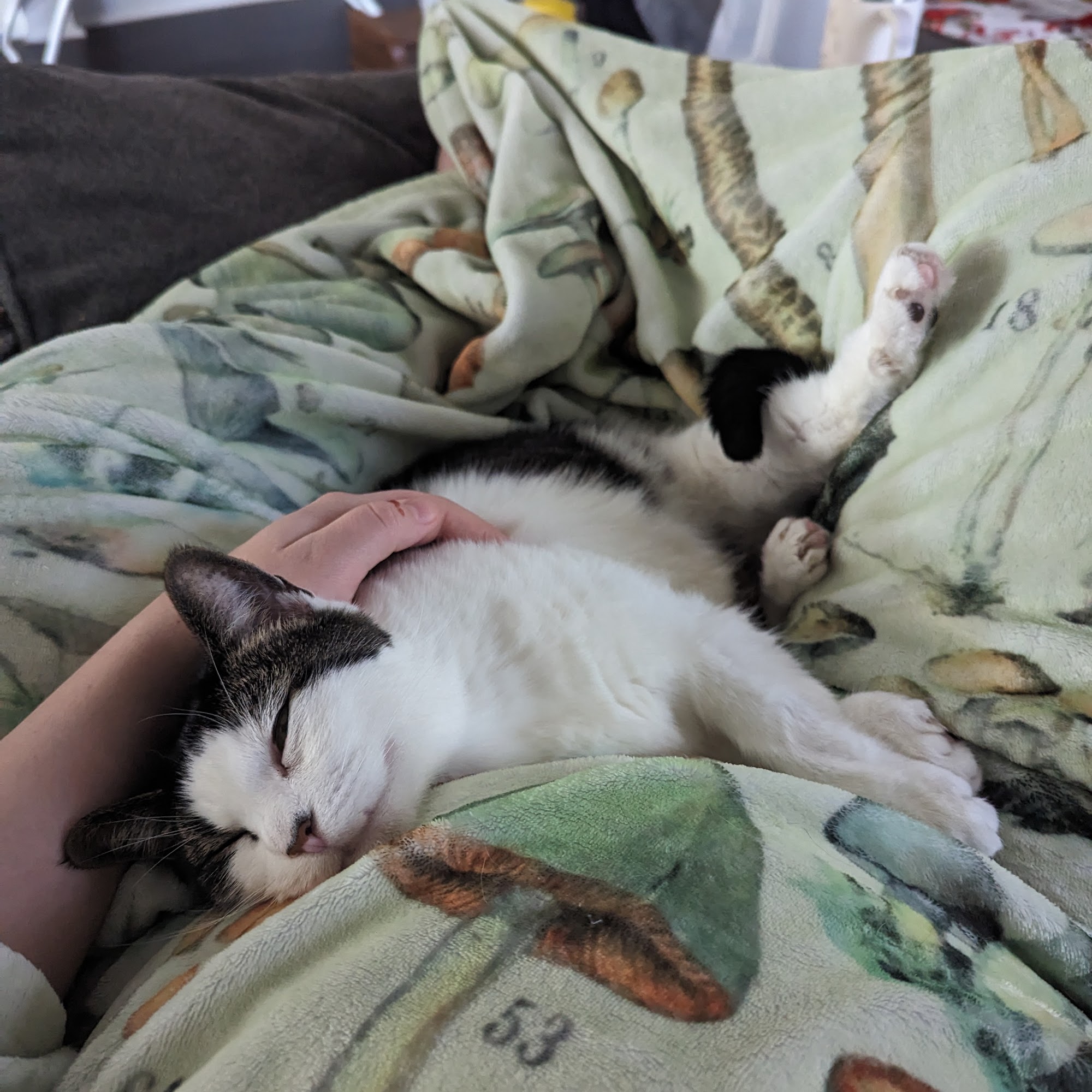 Albemarle animal clinic Albemarle