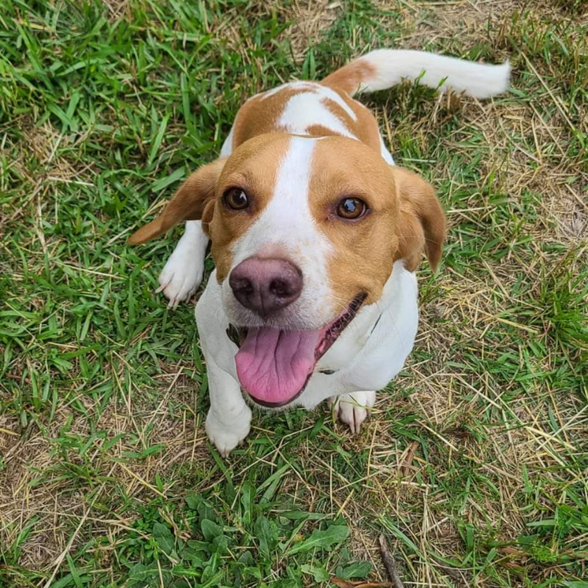 PetVet Wellness Center Albemarle