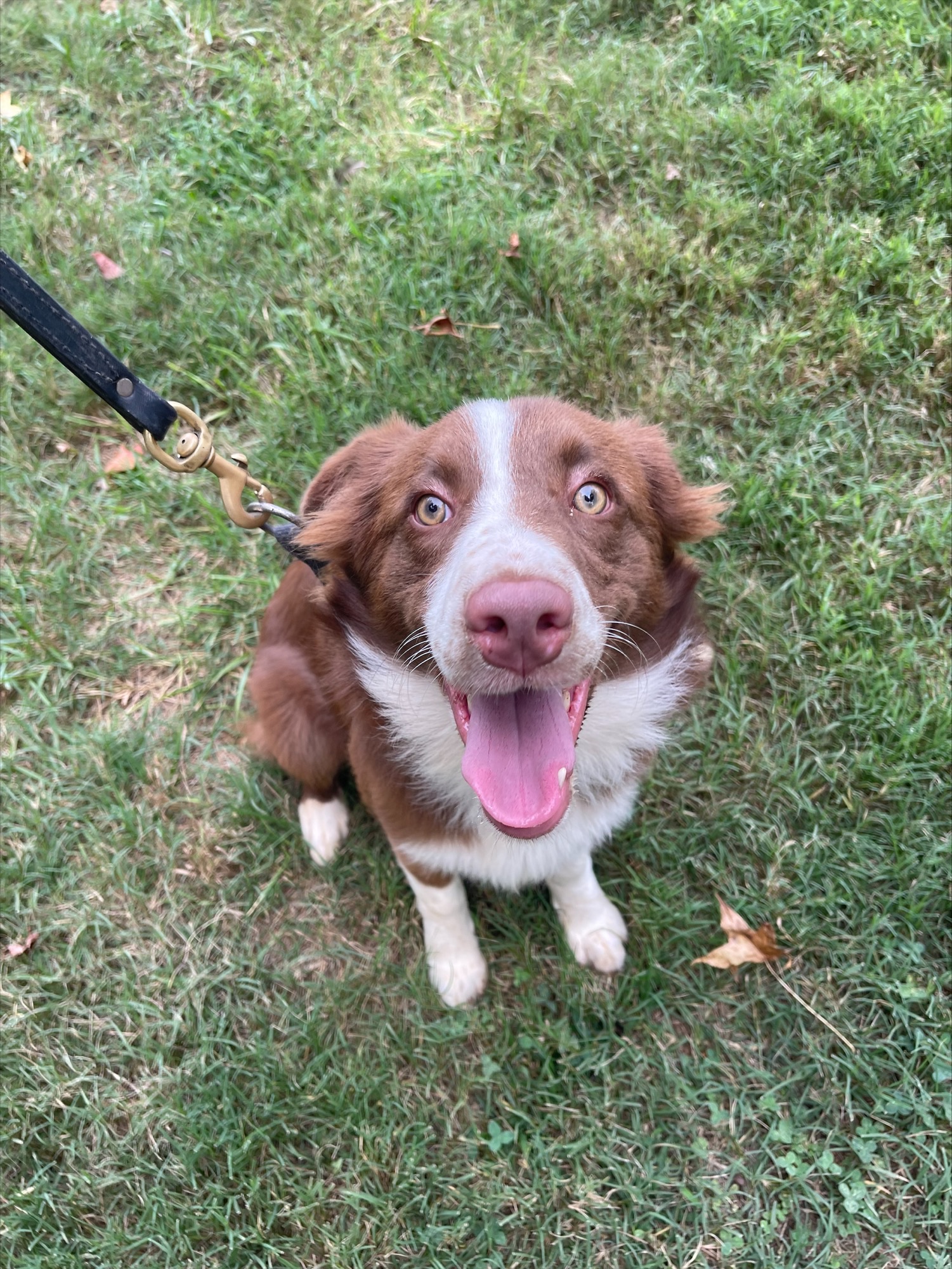 CGS K9 Services Albemarle