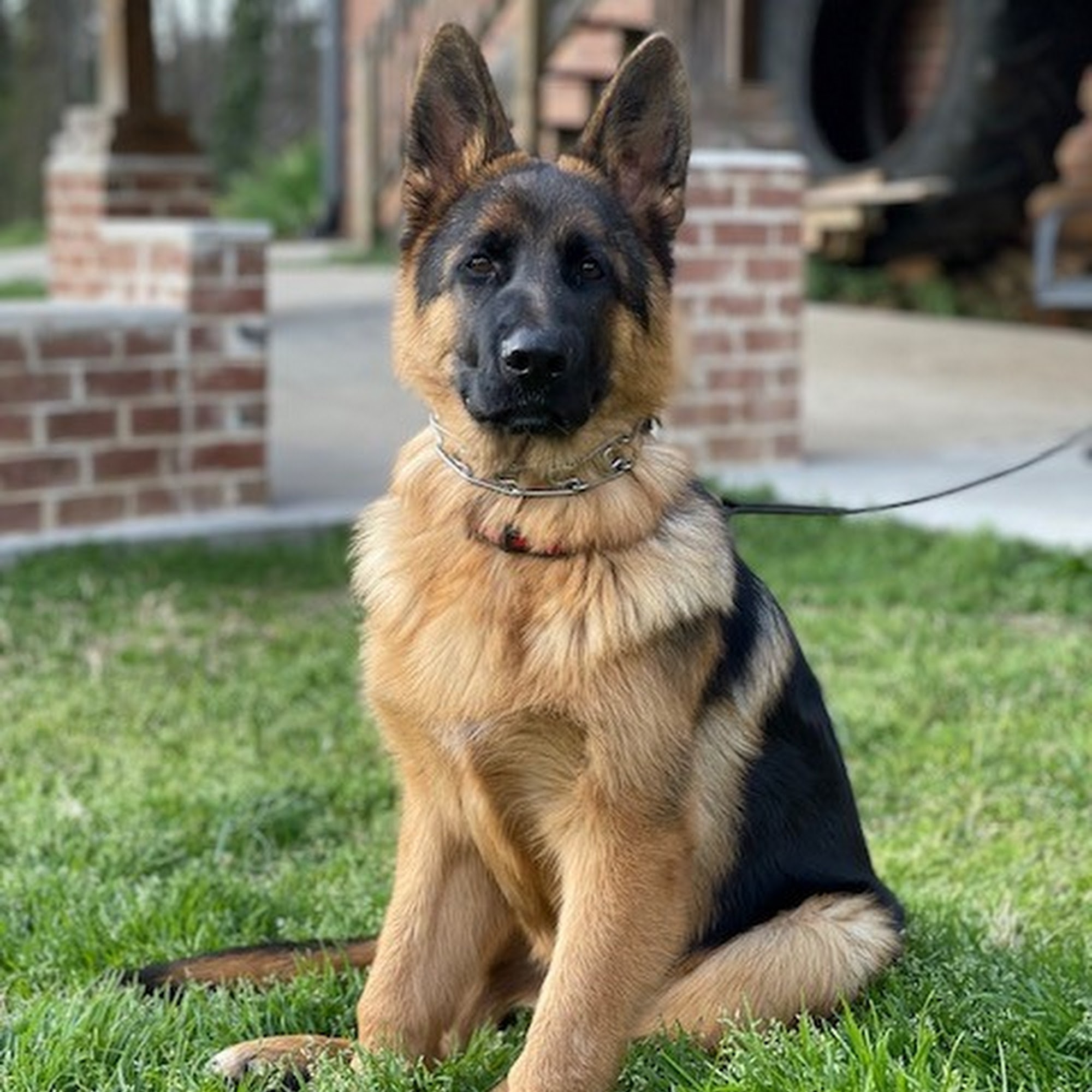 CGS K9 Services Albemarle