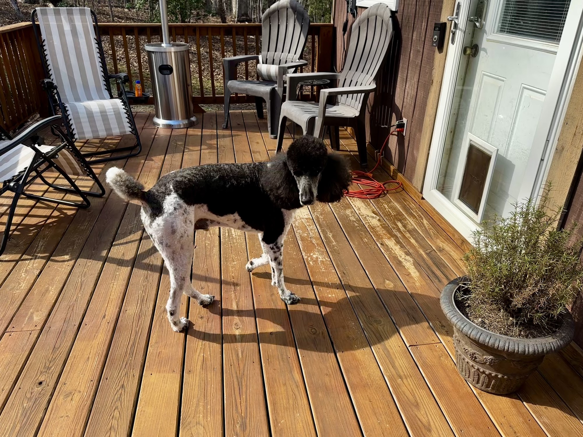 Wag'n Tails Albemarle