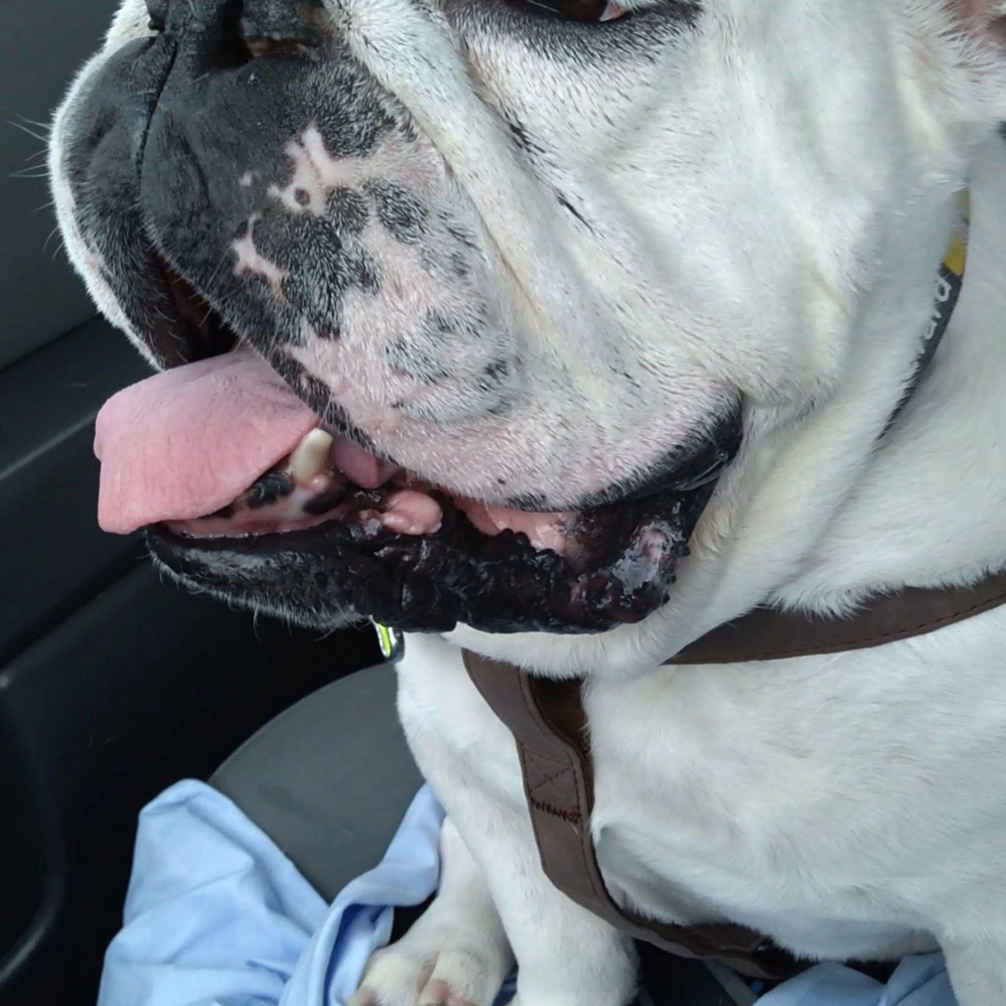 Stage Road Animal Hospital Angier