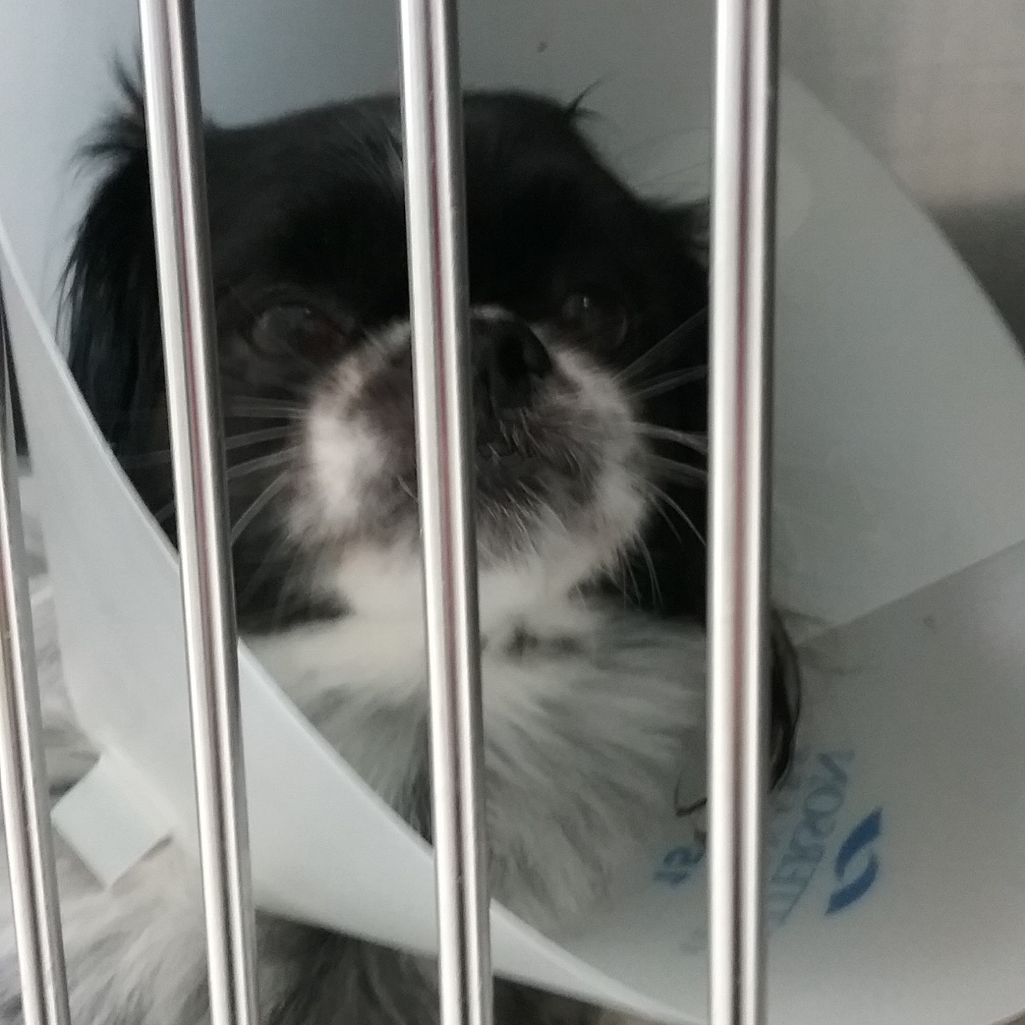 Crepe Myrtle Animal Hospital Angier