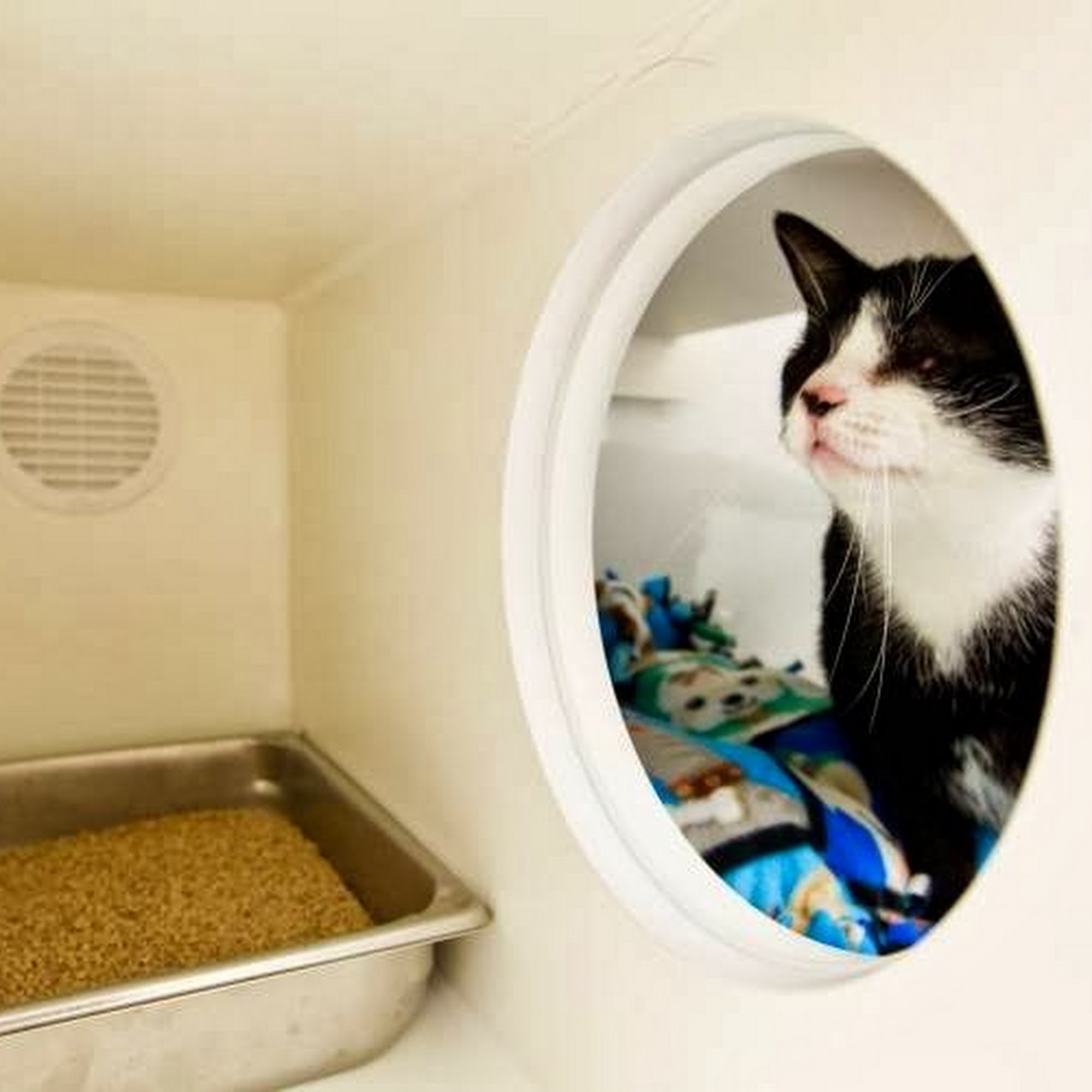 All 4 Paws Animal Hospital Apex