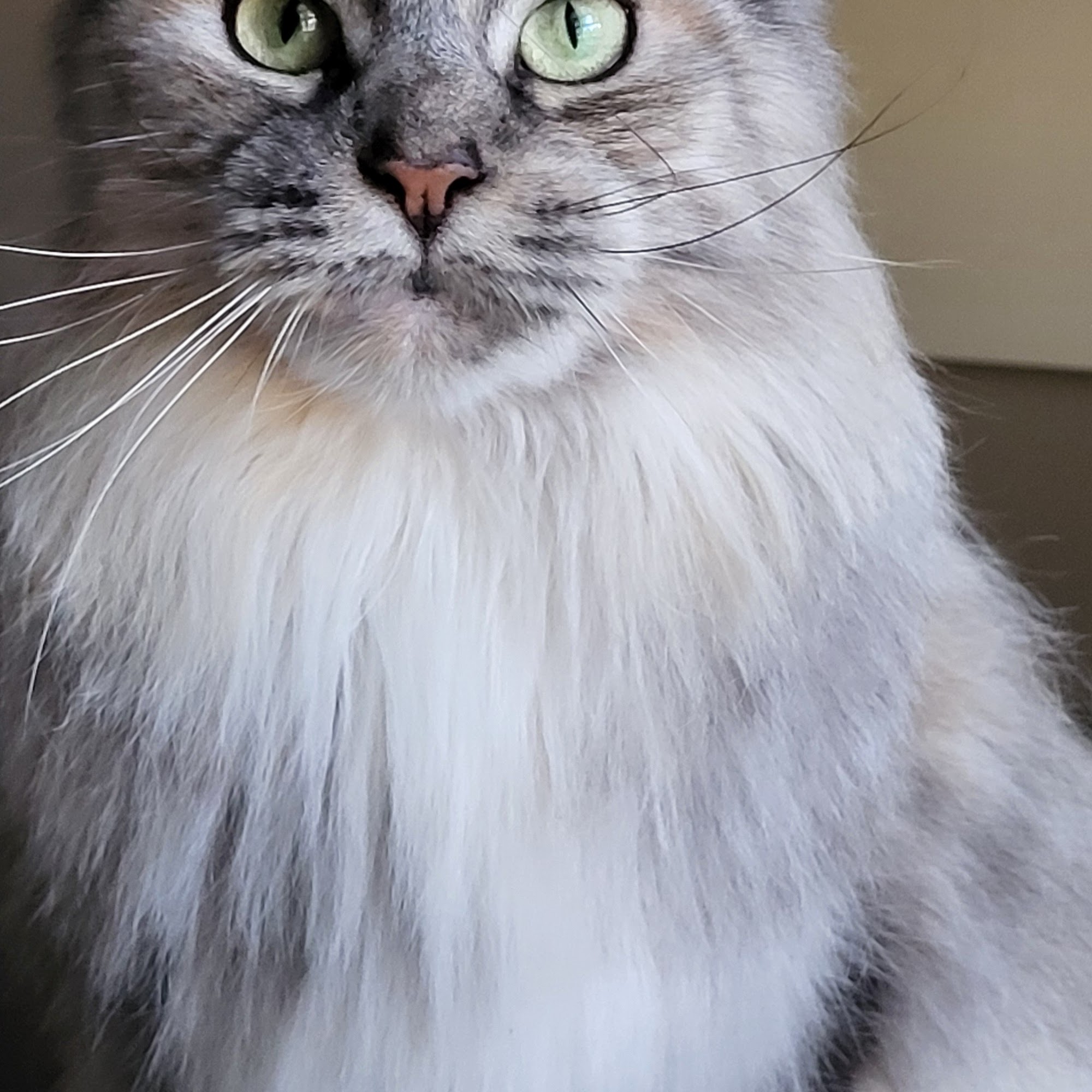 Harmony Animal Hospital Apex Apex