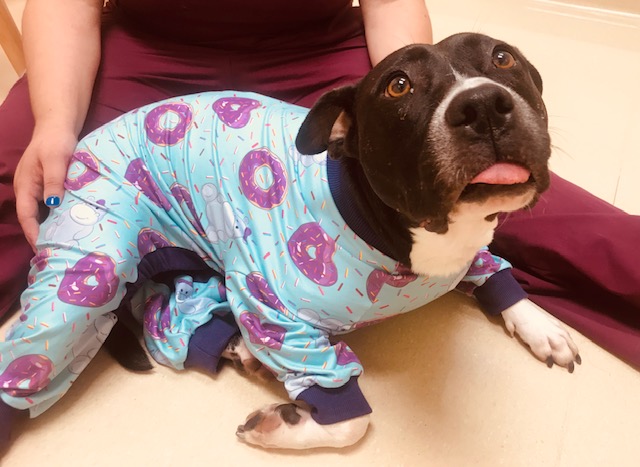 Animal Hospital of Peak Plaza Apex