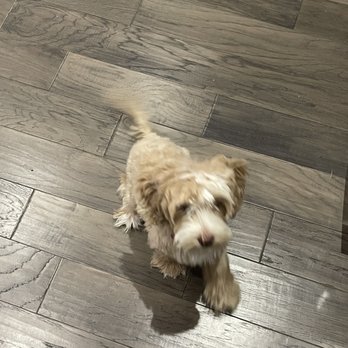 Scenthound Apex Apex