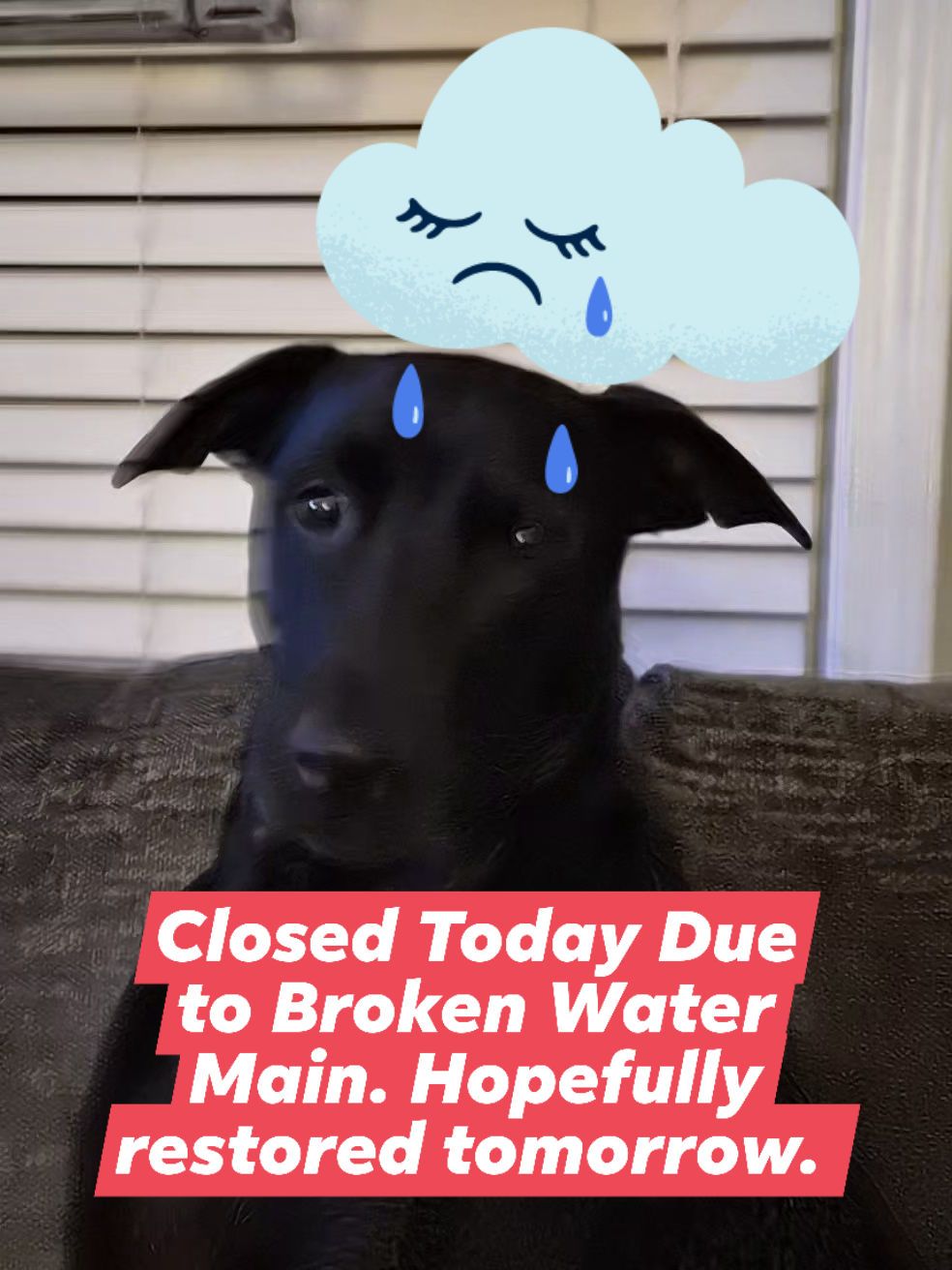 Puppy Auto Wash Apex