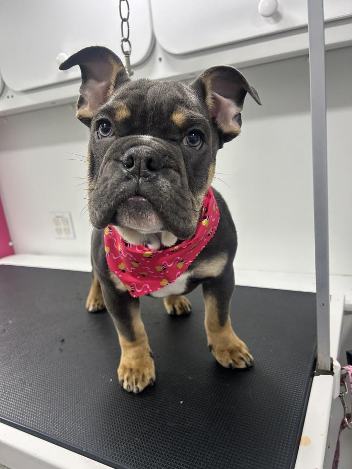 Comb and Collar Pet Grooming Apex