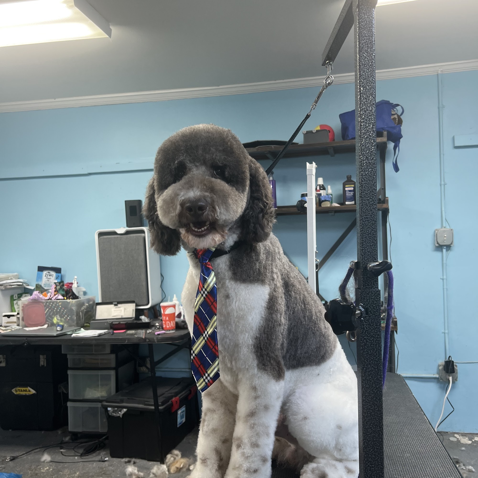 The Doggy Barbers Limited Liability Co. Apex