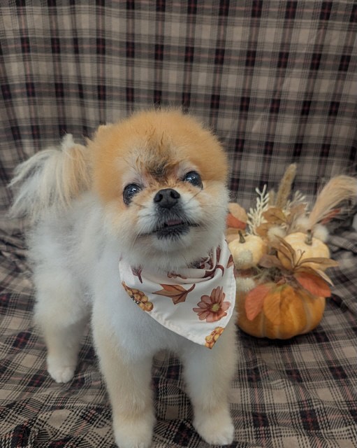 Pet Paradise Cary Apex