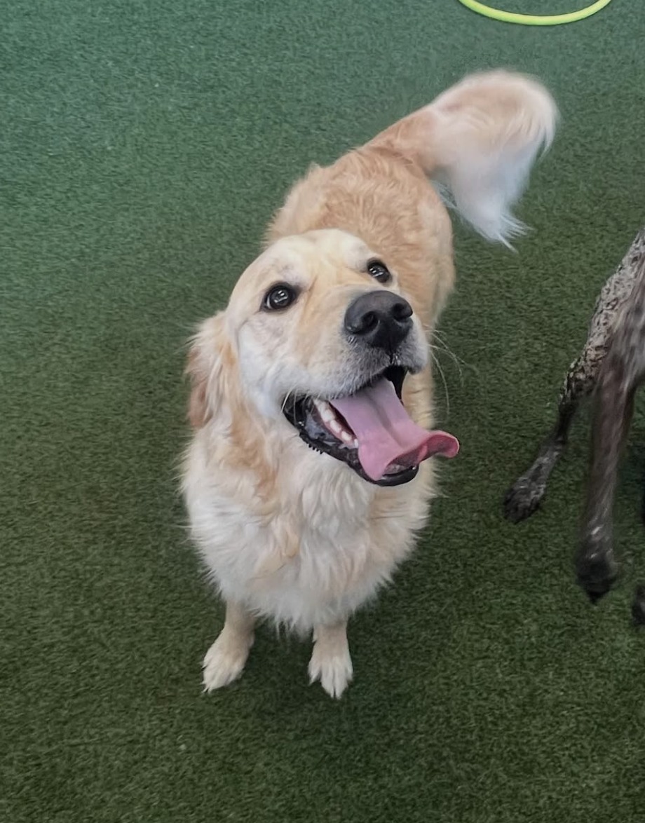 Pet Paradise Cary Apex