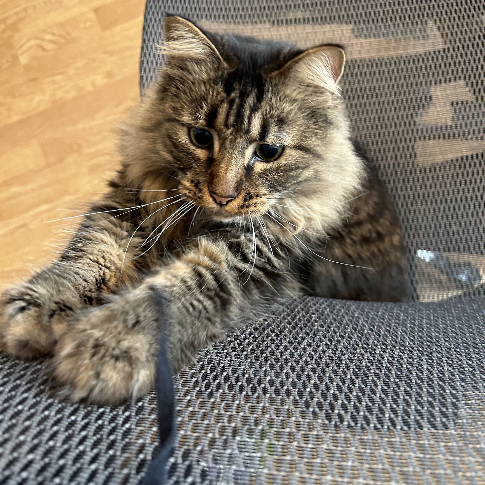 Western Wake Veterinary Services Apex