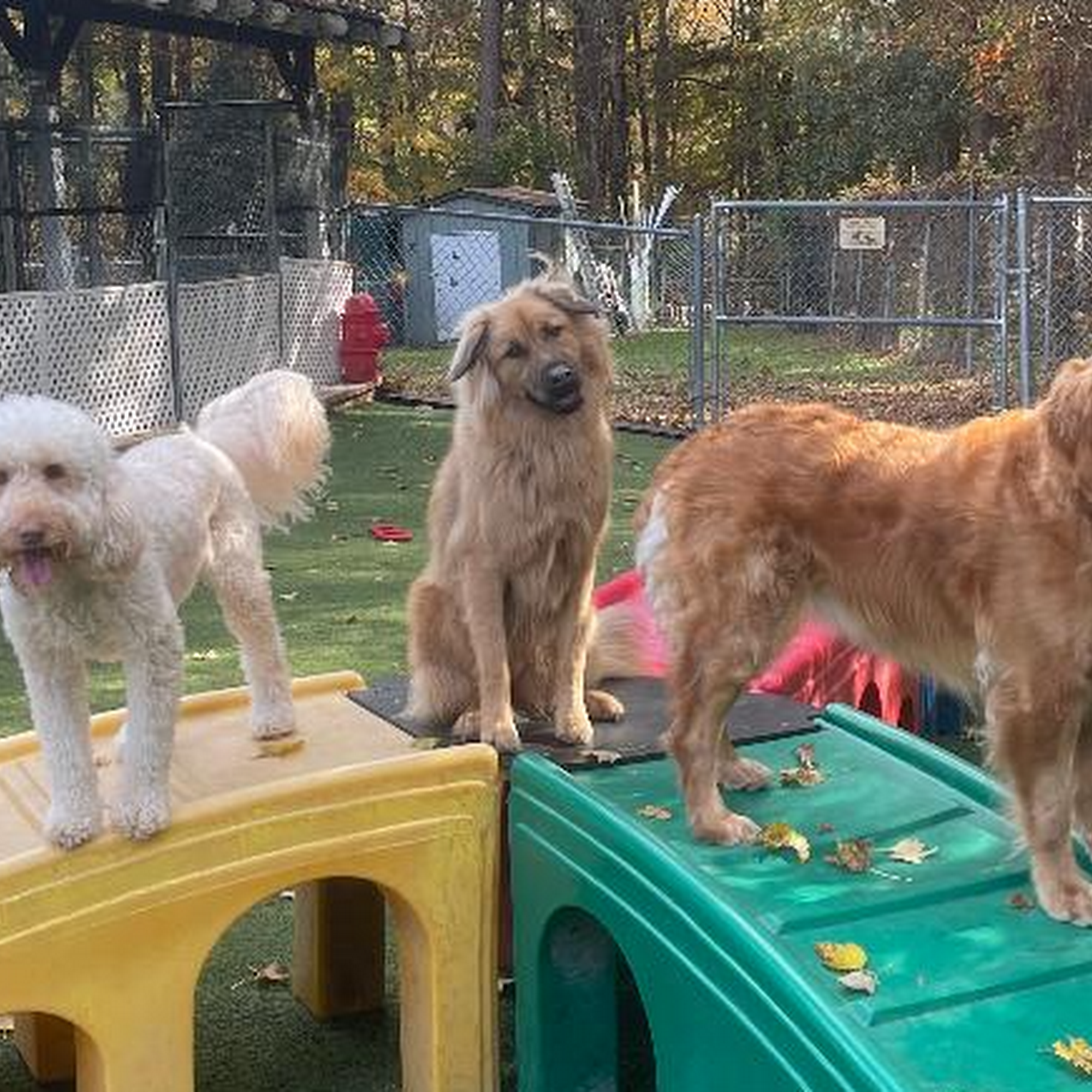 Town and Country Animal Care Center Apex