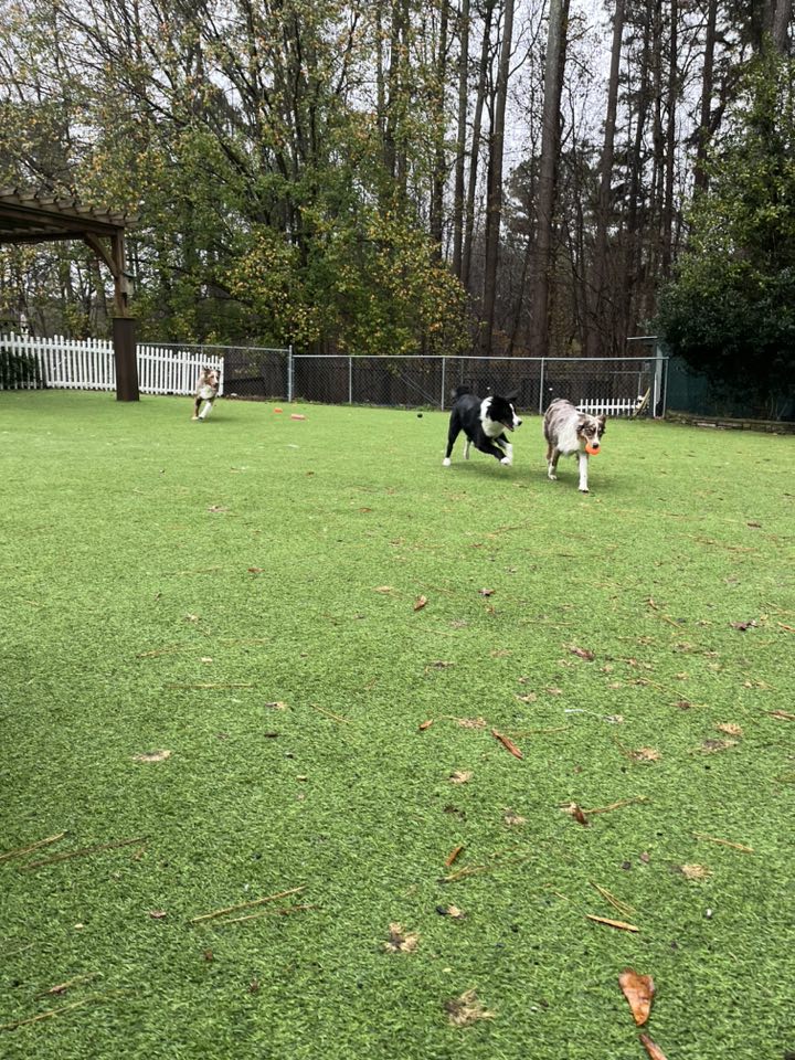 Town and Country Animal Care Center Apex