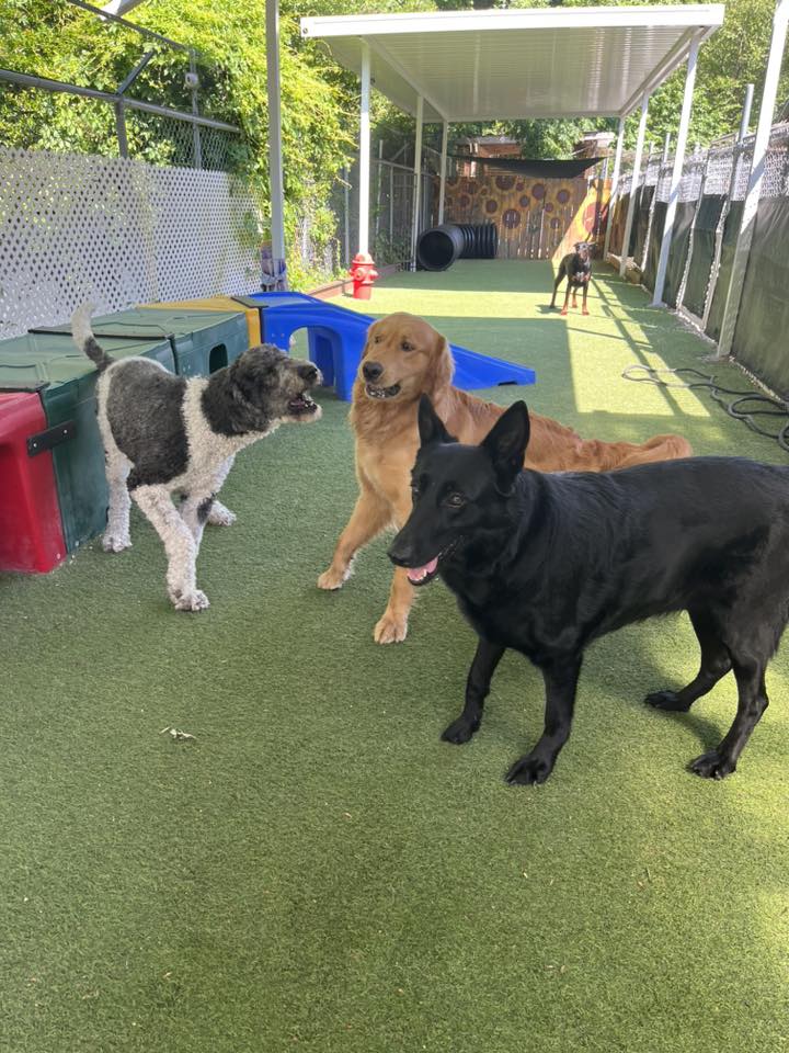 Town and Country Animal Care Center Apex
