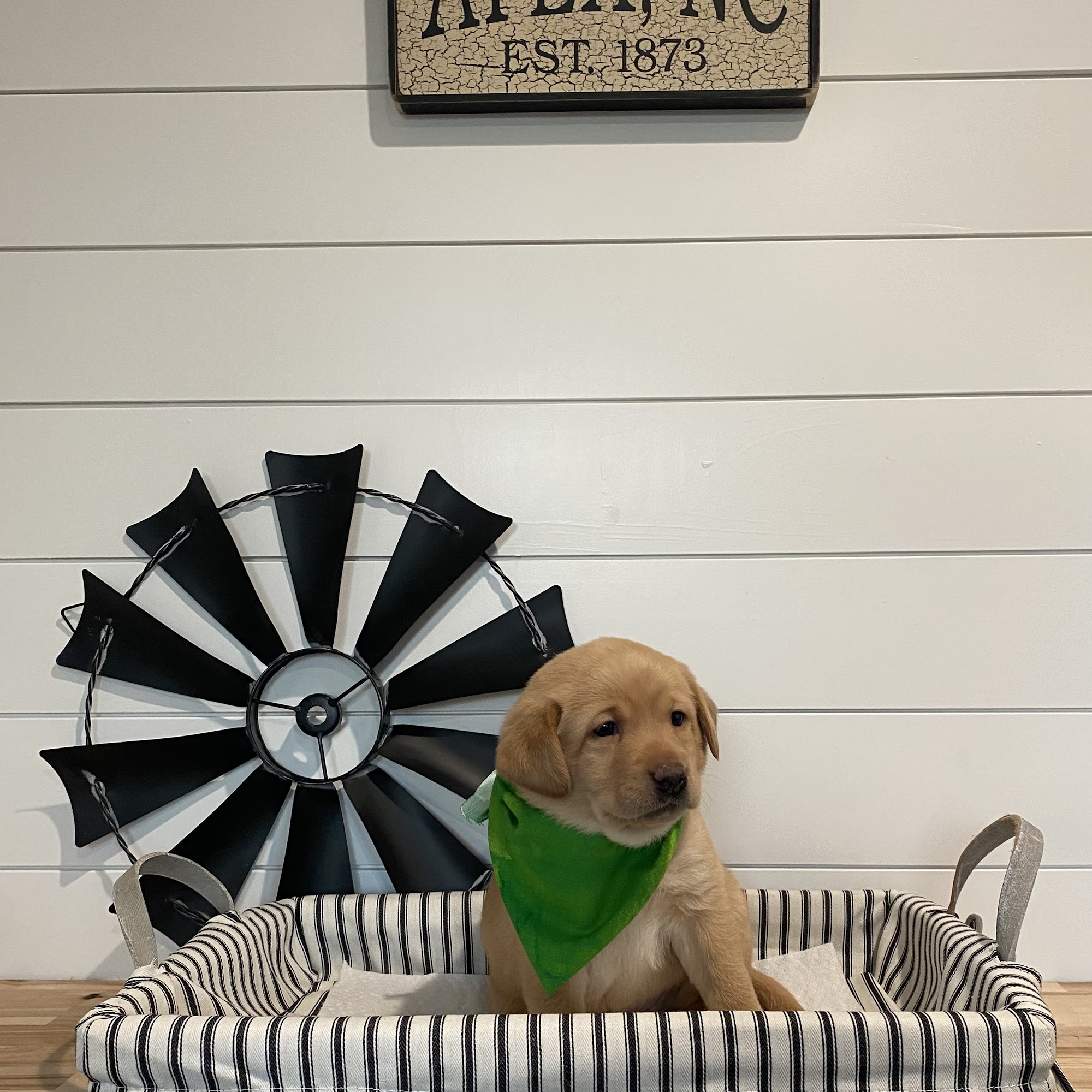 Beaver Creek Labradors Apex