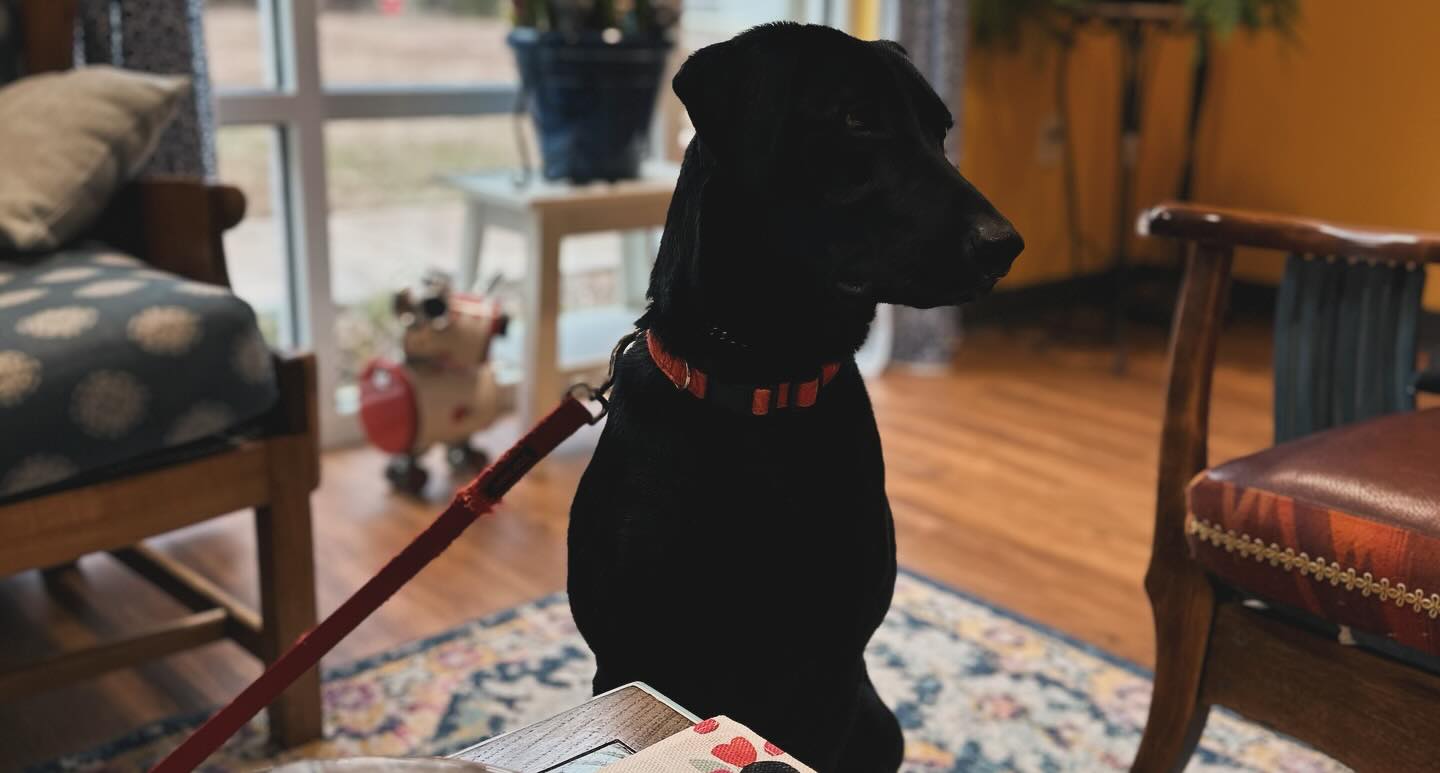 Beaver Creek Labradors Apex